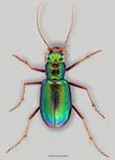 beetle icon