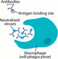 macrophage and antibodies