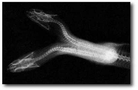 X-ray of two-headed snake