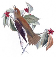 Zorzal Maculado por John James Audubon 