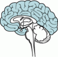 cerebral cortex