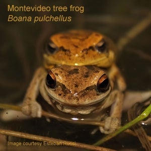 A pair of Montevideo tree frogs in the water at night.