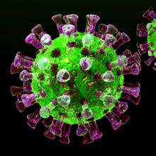 Middle East respiratory syndrome (MERS) coronavirus. Image by Scinceside.
