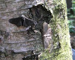 Light and dark peppered moths, Biston betularia.