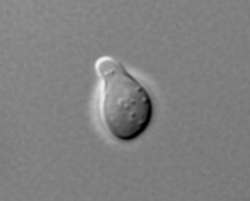 A micrograph of a yeast cell making a shmoo bud.