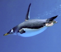 Penguin flying under water.