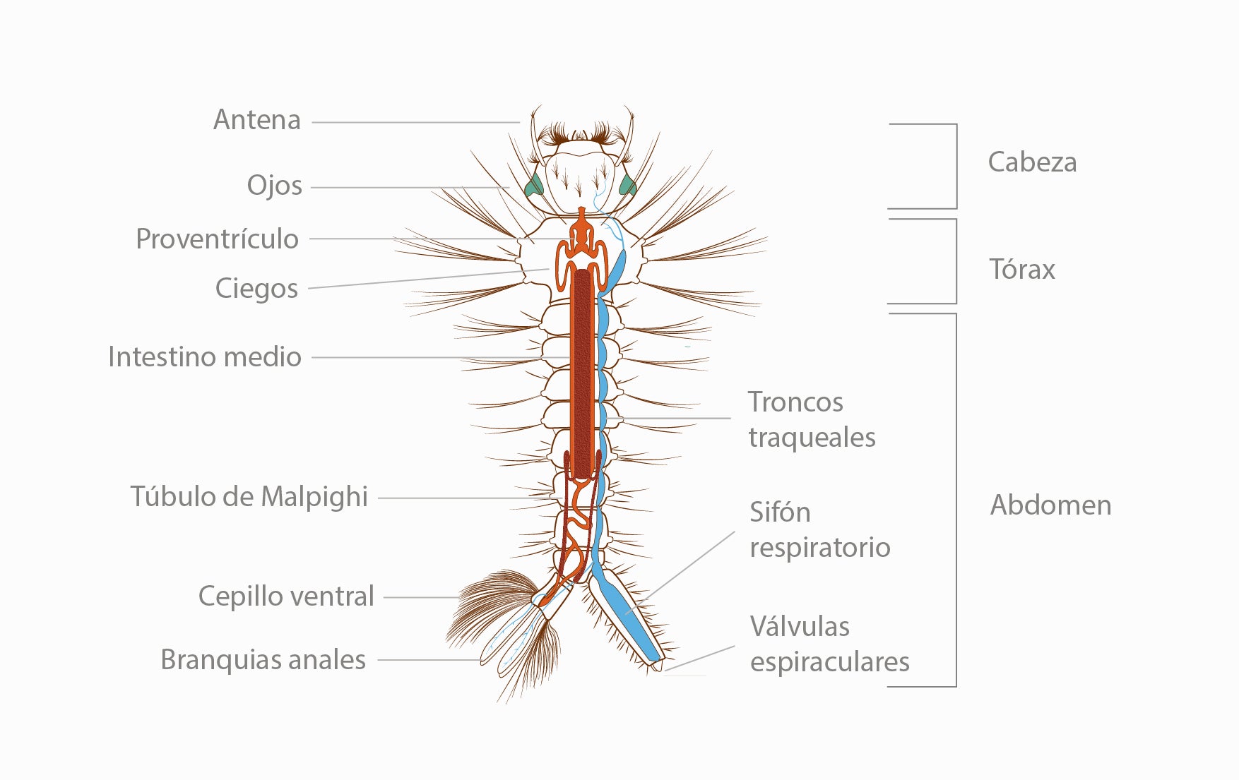 The internal anatomy of a larval mosquito