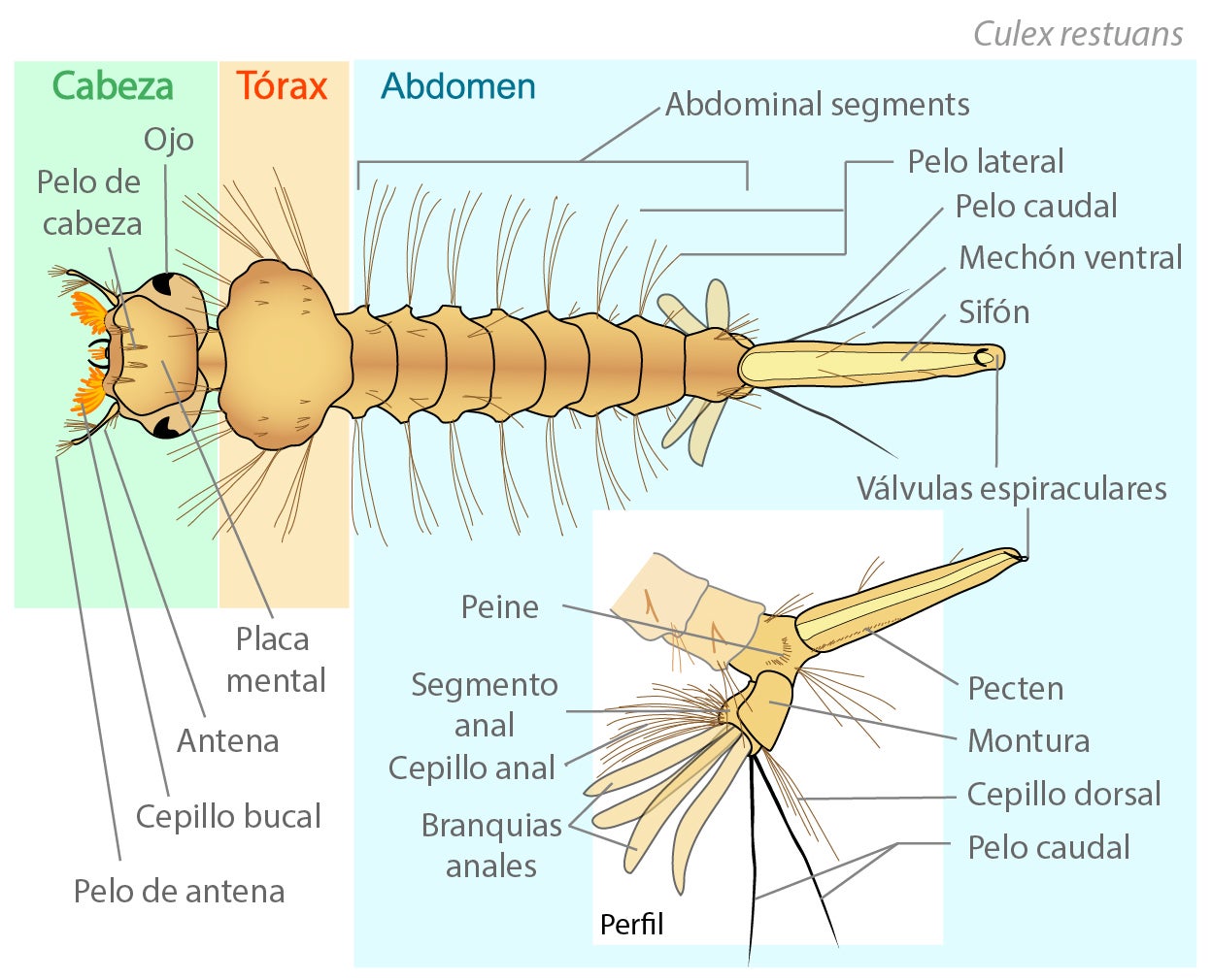 External anatomy of a larva