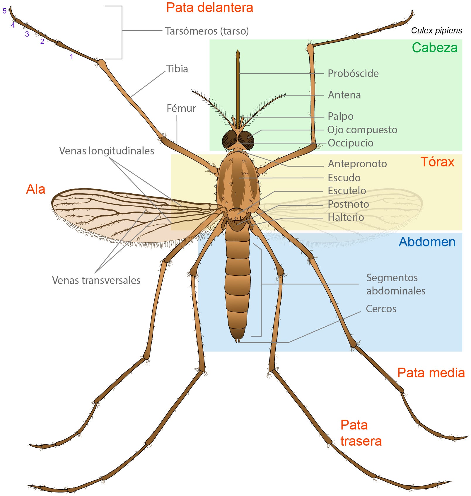 Anatomía externa del mosquito