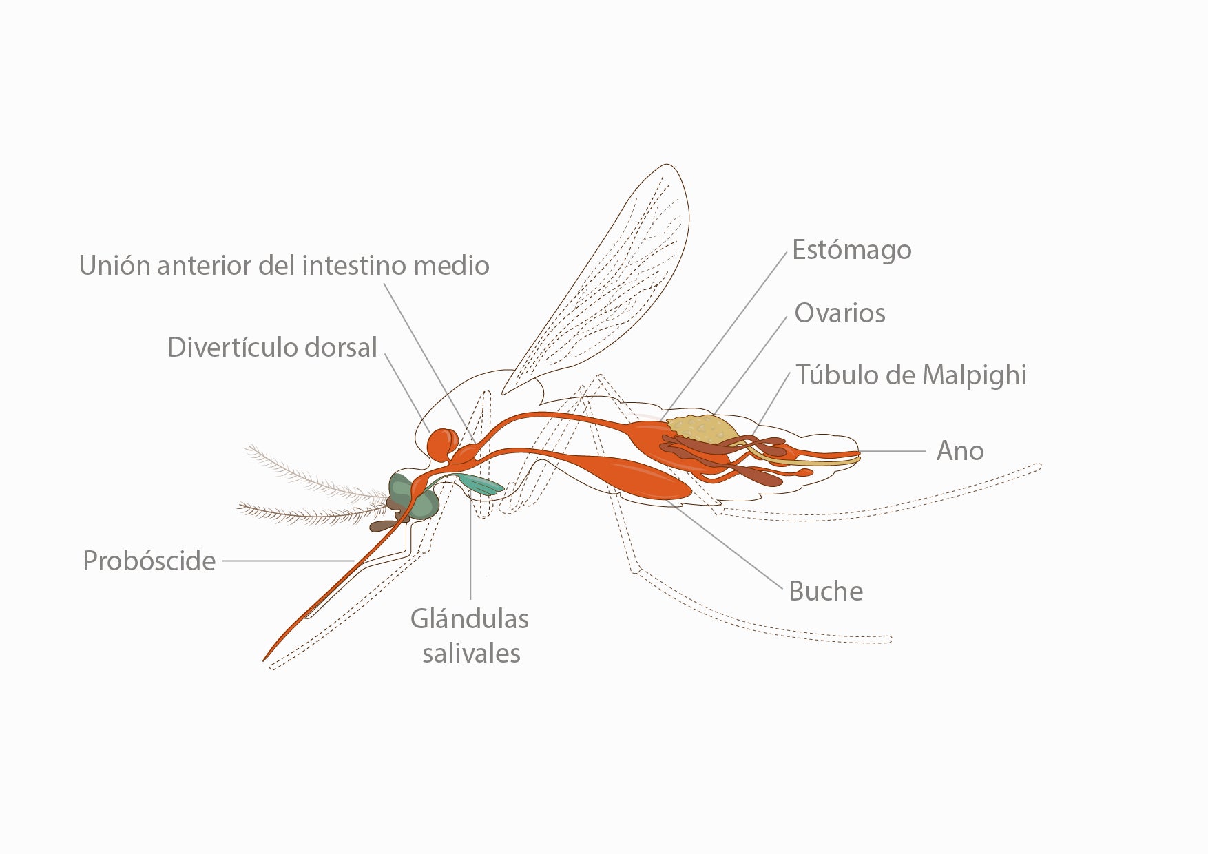 The internal anatomy of an adult mosquito