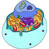 An illustration letting you look inside of an animal cell