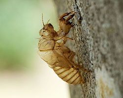 Cicada exoskeleton shed