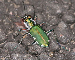 Green beetle setae