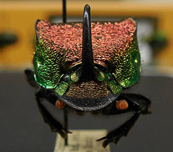 Phanaeus beetle male