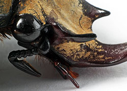 Scarab beetle head close up