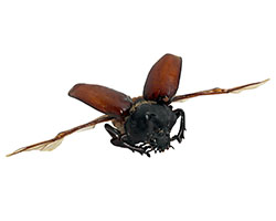 Flying beetle