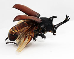 Flying Scarab Beetle