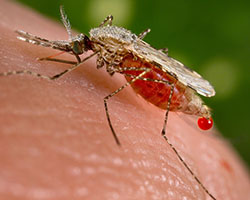Mosquito Anopheles stephensi