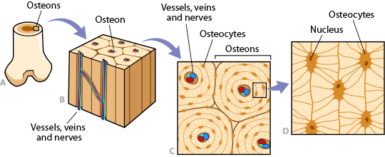 Osteo Anatomy