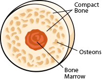 cross section of bone.