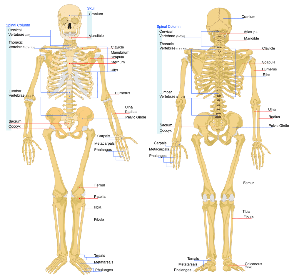 Bone Anatomy  Ask A Biologist Throughout Inside The Living Body Worksheet