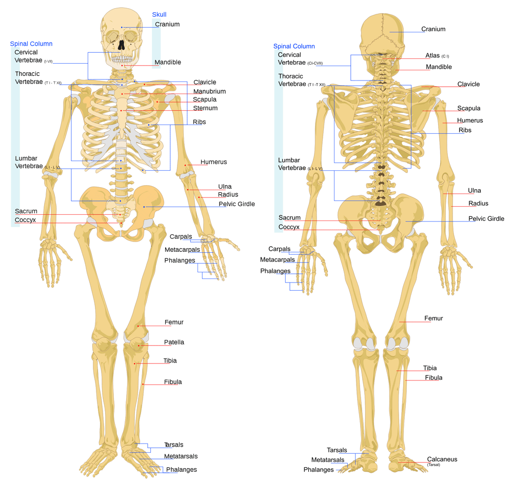 bones of the body diagram