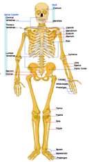 Bone Anatomy Ask A Biologist