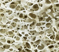 spongy bone