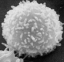 T lymphocytes