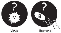 virus and bacteria