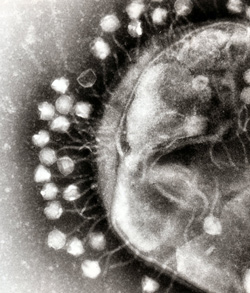 Phage virus attack a bacteria cell