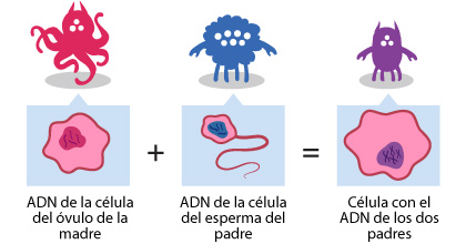 célula del óvulo de la madre + célula de la esperma del padre = célula con el ADN de los dos
