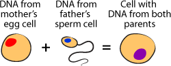 Sperm + Egg