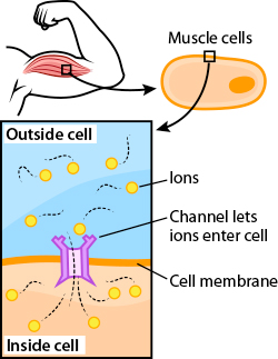 muscle cell diagram