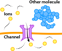 ion channels letting small molecules only pass