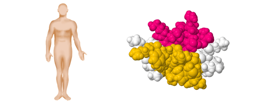 CPK protein model