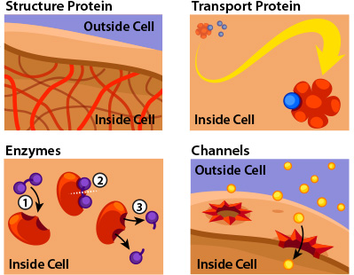 Protein Types