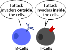 difference between t cells and b cells
