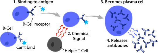 B-Cell maturation