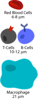 cell size comparison