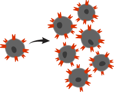 Cuando una célula T encuentra su virus correspondiente en tu cuerpo, hace muchas copias de sí misma para atacar ese virus.