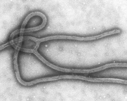 Virus Ébola