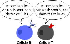 B and T cell comparison