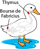 duck anatomy, thymus and bursa of fabricius