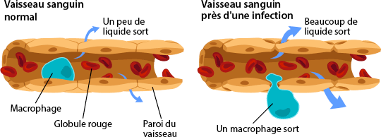 macrophage, vessels