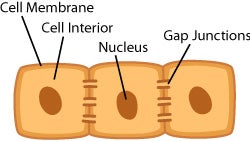 ciliated epithelial cell for kids