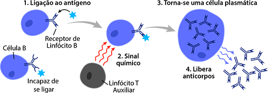 Os linfócitos B se tornam células plasmáticas
