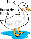 duck anatomy, thymus and bursa of fabricius