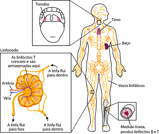 O sistema linfático 