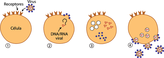 cada novo vírus pode infectar outra célula, repetindo o ciclo de infecção